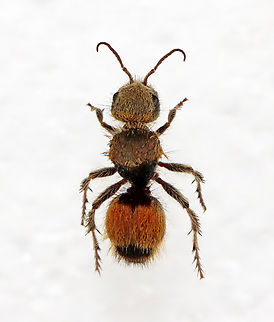 Cow Killer - Dasymutilla aureola Sorry for the quality. I'm only sharing this photo so we have a dorsal view and will reshoot this specimen at some point.

Nicknamed "cow killer" because of their intensely painful stings.

*Pinned specimen; native to California, USA
https://www.jungledragon.com/image/139752/cow_killer_-_dasymutilla_aureola.html Dasymutilla aureola