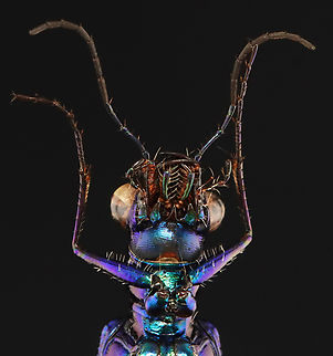 Beetle - Prothyma quadriguttata *Pinned specimen from Indonesia
https://www.jungledragon.com/image/139834/beetle_-_prothyma_quadriguttata.html Coleoptera,Prothyma,Prothyma quadriguttata,beetle