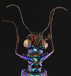 Beetle - Prothyma quadriguttata *Pinned specimen from Indonesia<br />
https://www.jungledragon.com/image/139834/beetle_-_prothyma_quadriguttata.html Coleoptera,Prothyma,Prothyma quadriguttata,beetle