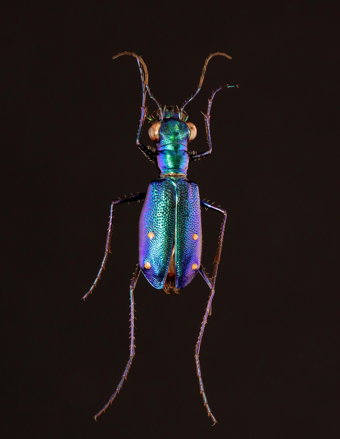 Beetle - Prothyma quadriguttata *Pinned specimen from Indonesia<br />
<figure class="photo"><a href="https://www.jungledragon.com/image/139833/beetle_-_prothyma_quadriguttata.html" title="Beetle - Prothyma quadriguttata"><img src="https://s3.amazonaws.com/media.jungledragon.com/images/3232/139833_thumb.jpg?AWSAccessKeyId=05GMT0V3GWVNE7GGM1R2&Expires=1759968010&Signature=8%2F0D3URveruiLNODy1R%2BHmaf1lw%3D" width="144" height="152" alt="Beetle - Prothyma quadriguttata *Pinned specimen from Indonesia<br />
https://www.jungledragon.com/image/139834/beetle_-_prothyma_quadriguttata.html Coleoptera,Prothyma,Prothyma quadriguttata,beetle" /></a></figure> Prothyma,Prothyma quadriguttata,beetle,carabidae,tiger beetle