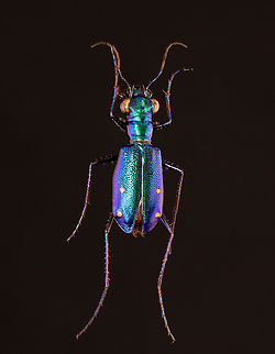 Beetle - Prothyma quadriguttata *Pinned specimen from Indonesia
https://www.jungledragon.com/image/139833/beetle_-_prothyma_quadriguttata.html Prothyma,Prothyma quadriguttata,beetle,carabidae,tiger beetle