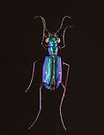 Beetle - Prothyma quadriguttata *Pinned specimen from Indonesia<br />
https://www.jungledragon.com/image/139833/beetle_-_prothyma_quadriguttata.html Prothyma,Prothyma quadriguttata,beetle,carabidae,tiger beetle