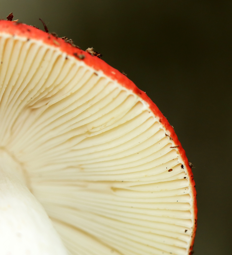 Mushroom - Russula sp. Maybe Russula nobilis, Russula rubescens, or Russula subdepallens? I can&#039;t tell the difference.<br />
<br />
Growing on the ground in a mostly deciduous forest.<br />
<figure class="photo"><a href="https://www.jungledragon.com/image/139860/mushroom_-_russula_sp.html" title="Mushroom - Russula sp."><img src="https://s3.amazonaws.com/media.jungledragon.com/images/3232/139860_thumb.jpg?AWSAccessKeyId=05GMT0V3GWVNE7GGM1R2&Expires=1761782410&Signature=QT4xcYXLV14HOfCNVVZO7THphYs%3D" width="140" height="152" alt="Mushroom - Russula sp. Maybe Russula nobilis, Russula rubescens, or Russula subdepallens? I can&#039;t tell the difference.<br />
<br />
Growing on the ground in a mostly deciduous forest.<br />
https://www.jungledragon.com/image/139860/mushroom_-_russula_sp.html<br />
https://www.jungledragon.com/image/139862/mushroom_-_russula_sp.html<br />
https://www.jungledragon.com/image/139861/mushroom_-_russula_sp.html Geotagged,Russula,Summer,United States,mushroom" /></a></figure><br />
<figure class="photo"><a href="https://www.jungledragon.com/image/139862/mushroom_-_russula_sp.html" title="Mushroom - Russula sp."><img src="https://s3.amazonaws.com/media.jungledragon.com/images/3232/139862_thumb.jpg?AWSAccessKeyId=05GMT0V3GWVNE7GGM1R2&Expires=1761782410&Signature=WkrSe5FMoDIiIDqC5Qiu2qufbPc%3D" width="200" height="162" alt="Mushroom - Russula sp. Maybe Russula nobilis, Russula rubescens, or Russula subdepallens? I can&#039;t tell the difference.<br />
<br />
Growing on the ground in a mostly deciduous forest.<br />
https://www.jungledragon.com/image/139860/mushroom_-_russula_sp.html<br />
https://www.jungledragon.com/image/139862/mushroom_-_russula_sp.html<br />
https://www.jungledragon.com/image/139861/mushroom_-_russula_sp.html Geotagged,Russula,Summer,United States,fungus,mushroom" /></a></figure><br />
<figure class="photo"><a href="https://www.jungledragon.com/image/139861/mushroom_-_russula_sp.html" title="Mushroom - Russula sp."><img src="https://s3.amazonaws.com/media.jungledragon.com/images/3232/139861_thumb.jpg?AWSAccessKeyId=05GMT0V3GWVNE7GGM1R2&Expires=1761782410&Signature=i0iUc1RxPFGwM2PZBc2o%2Fntvmzo%3D" width="200" height="172" alt="Mushroom - Russula sp. Maybe Russula nobilis, Russula rubescens, or Russula subdepallens? I can&#039;t tell the difference.<br />
<br />
Growing on the ground in a mostly deciduous forest.<br />
https://www.jungledragon.com/image/139860/mushroom_-_russula_sp.html<br />
https://www.jungledragon.com/image/139862/mushroom_-_russula_sp.html<br />
https://www.jungledragon.com/image/139861/mushroom_-_russula_sp.html Fungus,Geotagged,Russula,Summer,United States,mushroom" /></a></figure> Geotagged,Russula,Summer,United States,mushroom
