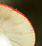 Mushroom - Russula sp. Maybe Russula nobilis, Russula rubescens, or Russula subdepallens? I can't tell the difference.<br />
<br />
Growing on the ground in a mostly deciduous forest.<br />
https://www.jungledragon.com/image/139860/mushroom_-_russula_sp.html<br />
https://www.jungledragon.com/image/139862/mushroom_-_russula_sp.html<br />
https://www.jungledragon.com/image/139861/mushroom_-_russula_sp.html Geotagged,Russula,Summer,United States,mushroom