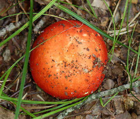 Mushroom - Russula sp. Maybe Russula nobilis, Russula rubescens, or Russula subdepallens? I can't tell the difference.

Growing on the ground in a mostly deciduous forest.
https://www.jungledragon.com/image/139860/mushroom_-_russula_sp.html
https://www.jungledragon.com/image/139862/mushroom_-_russula_sp.html
https://www.jungledragon.com/image/139861/mushroom_-_russula_sp.html Fungus,Geotagged,Russula,Summer,United States,mushroom