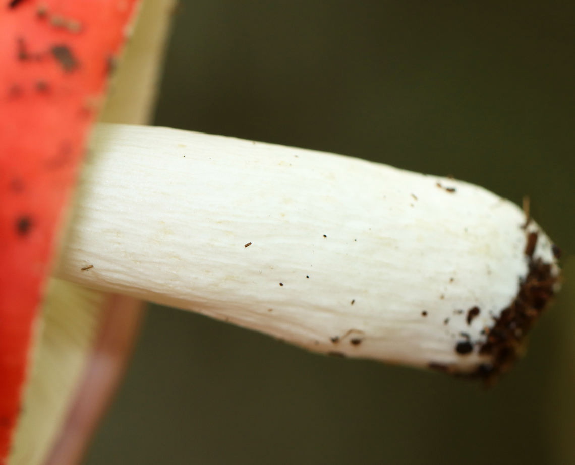 Mushroom - Russula sp. Maybe Russula nobilis, Russula rubescens, or Russula subdepallens? I can&#039;t tell the difference.<br />
<br />
Growing on the ground in a mostly deciduous forest.<br />
<figure class="photo"><a href="https://www.jungledragon.com/image/139860/mushroom_-_russula_sp.html" title="Mushroom - Russula sp."><img src="https://s3.amazonaws.com/media.jungledragon.com/images/3232/139860_thumb.jpg?AWSAccessKeyId=05GMT0V3GWVNE7GGM1R2&Expires=1767225610&Signature=pPdXRNaS%2BYZeWuh4TQ0xrVSdI08%3D" width="140" height="152" alt="Mushroom - Russula sp. Maybe Russula nobilis, Russula rubescens, or Russula subdepallens? I can&#039;t tell the difference.<br />
<br />
Growing on the ground in a mostly deciduous forest.<br />
https://www.jungledragon.com/image/139860/mushroom_-_russula_sp.html<br />
https://www.jungledragon.com/image/139862/mushroom_-_russula_sp.html<br />
https://www.jungledragon.com/image/139861/mushroom_-_russula_sp.html Geotagged,Russula,Summer,United States,mushroom" /></a></figure><br />
<figure class="photo"><a href="https://www.jungledragon.com/image/139862/mushroom_-_russula_sp.html" title="Mushroom - Russula sp."><img src="https://s3.amazonaws.com/media.jungledragon.com/images/3232/139862_thumb.jpg?AWSAccessKeyId=05GMT0V3GWVNE7GGM1R2&Expires=1767225610&Signature=yrYQhz2nOfDzD2vHkycDrTorI10%3D" width="200" height="162" alt="Mushroom - Russula sp. Maybe Russula nobilis, Russula rubescens, or Russula subdepallens? I can&#039;t tell the difference.<br />
<br />
Growing on the ground in a mostly deciduous forest.<br />
https://www.jungledragon.com/image/139860/mushroom_-_russula_sp.html<br />
https://www.jungledragon.com/image/139862/mushroom_-_russula_sp.html<br />
https://www.jungledragon.com/image/139861/mushroom_-_russula_sp.html Geotagged,Russula,Summer,United States,fungus,mushroom" /></a></figure><br />
<figure class="photo"><a href="https://www.jungledragon.com/image/139861/mushroom_-_russula_sp.html" title="Mushroom - Russula sp."><img src="https://s3.amazonaws.com/media.jungledragon.com/images/3232/139861_thumb.jpg?AWSAccessKeyId=05GMT0V3GWVNE7GGM1R2&Expires=1767225610&Signature=7ozabi61mqAyxulrSlkqeQUetoY%3D" width="200" height="172" alt="Mushroom - Russula sp. Maybe Russula nobilis, Russula rubescens, or Russula subdepallens? I can&#039;t tell the difference.<br />
<br />
Growing on the ground in a mostly deciduous forest.<br />
https://www.jungledragon.com/image/139860/mushroom_-_russula_sp.html<br />
https://www.jungledragon.com/image/139862/mushroom_-_russula_sp.html<br />
https://www.jungledragon.com/image/139861/mushroom_-_russula_sp.html Fungus,Geotagged,Russula,Summer,United States,mushroom" /></a></figure> Geotagged,Russula,Summer,United States,fungus,mushroom