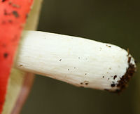 Mushroom - Russula sp. Maybe Russula nobilis, Russula rubescens, or Russula subdepallens? I can't tell the difference.<br />
<br />
Growing on the ground in a mostly deciduous forest.<br />
https://www.jungledragon.com/image/139860/mushroom_-_russula_sp.html<br />
https://www.jungledragon.com/image/139862/mushroom_-_russula_sp.html<br />
https://www.jungledragon.com/image/139861/mushroom_-_russula_sp.html Geotagged,Russula,Summer,United States,fungus,mushroom