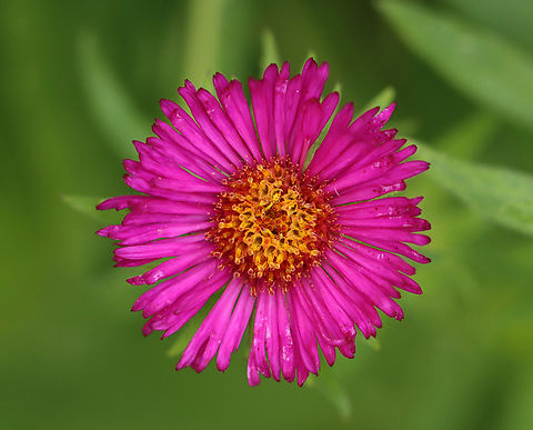 New England Aster - Symphyotrichum novae-angliae Habitat: Meadow
https://www.jungledragon.com/image/139941/new_england_aster_-_symphyotrichum_novae-angliae.html Geotagged,New England Aster,Summer,Symphyotrichum,Symphyotrichum novae-angliae,United States,aster