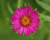 New England Aster - Symphyotrichum novae-angliae Habitat: Meadow<br />
https://www.jungledragon.com/image/139941/new_england_aster_-_symphyotrichum_novae-angliae.html Geotagged,New England Aster,Summer,Symphyotrichum,Symphyotrichum novae-angliae,United States,aster