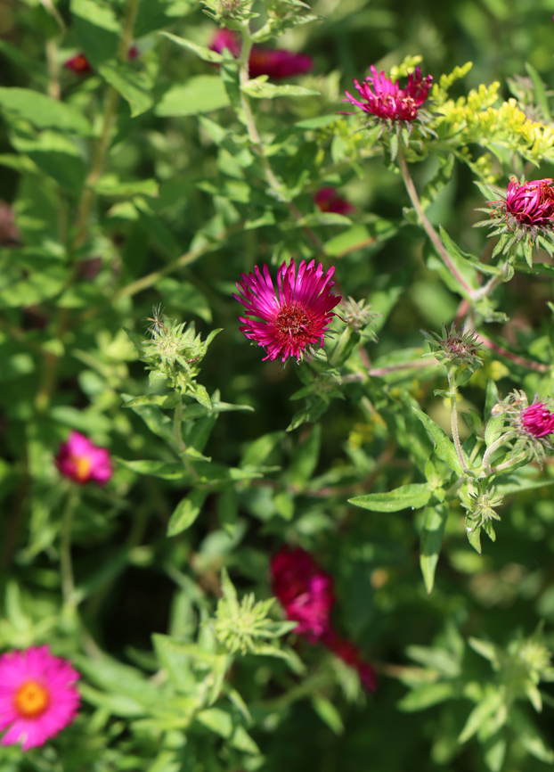 New England Aster - Symphyotrichum novae-angliae Habitat: Meadow<br />
<figure class="photo"><a href="https://www.jungledragon.com/image/139940/new_england_aster_-_symphyotrichum_novae-angliae.html" title="New England Aster - Symphyotrichum novae-angliae"><img src="https://s3.amazonaws.com/media.jungledragon.com/images/3232/139940_thumb.jpg?AWSAccessKeyId=05GMT0V3GWVNE7GGM1R2&Expires=1759968010&Signature=5qeZSCYX6TPpDal578t9IxXuaY8%3D" width="200" height="162" alt="New England Aster - Symphyotrichum novae-angliae Habitat: Meadow<br />
https://www.jungledragon.com/image/139941/new_england_aster_-_symphyotrichum_novae-angliae.html Geotagged,New England Aster,Summer,Symphyotrichum,Symphyotrichum novae-angliae,United States,aster" /></a></figure> Geotagged,New England Aster,Summer,Symphyotrichum novae-angliae,United States