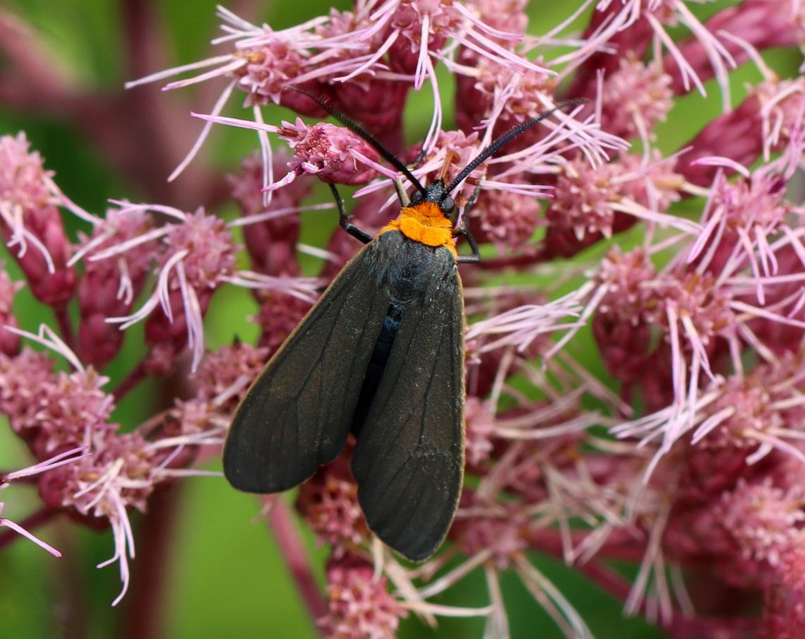 Orange-collared Scape Moth (Cisseps fulvicollis) Habitat: Meadow<br />
<figure class="photo"><a href="https://www.jungledragon.com/image/139946/orange-collared_scape_moth_cisseps_fulvicollis.html" title="Orange-collared Scape Moth (Cisseps fulvicollis)"><img src="https://s3.amazonaws.com/media.jungledragon.com/images/3232/139946_thumb.jpg?AWSAccessKeyId=05GMT0V3GWVNE7GGM1R2&Expires=1770854410&Signature=cKpFU8VLEZqSczI5zO7m8r%2B3UpI%3D" width="200" height="150" alt="Orange-collared Scape Moth (Cisseps fulvicollis) Habitat: Meadow<br />
https://www.jungledragon.com/image/139944/orange-collared_scape_moth_cisseps_fulvicollis.html Cisseps fulvicollis,Geotagged,Orange-collared Scape Moth,Summer,United States" /></a></figure> Cisseps fulvicollis,Geotagged,Orange-collared Scape Moth,Summer,United States,arctiidae,cisseps,moth