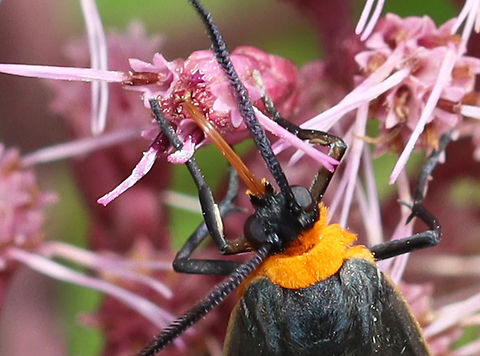 Orange-collared Scape Moth (Cisseps fulvicollis) Habitat: Meadow
https://www.jungledragon.com/image/139944/orange-collared_scape_moth_cisseps_fulvicollis.html Cisseps fulvicollis,Geotagged,Orange-collared Scape Moth,Summer,United States