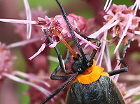 Orange-collared Scape Moth (Cisseps fulvicollis) Habitat: Meadow<br />
https://www.jungledragon.com/image/139944/orange-collared_scape_moth_cisseps_fulvicollis.html Cisseps fulvicollis,Geotagged,Orange-collared Scape Moth,Summer,United States