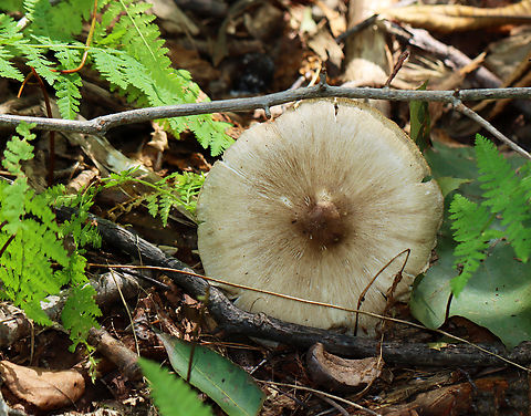 Platterful Mushroom - Megacollybia rodmanii Habitat: Mixed forest Geotagged,Megacollybia,Megacollybia rodmanii,Summer,United States,fungus,mushroom