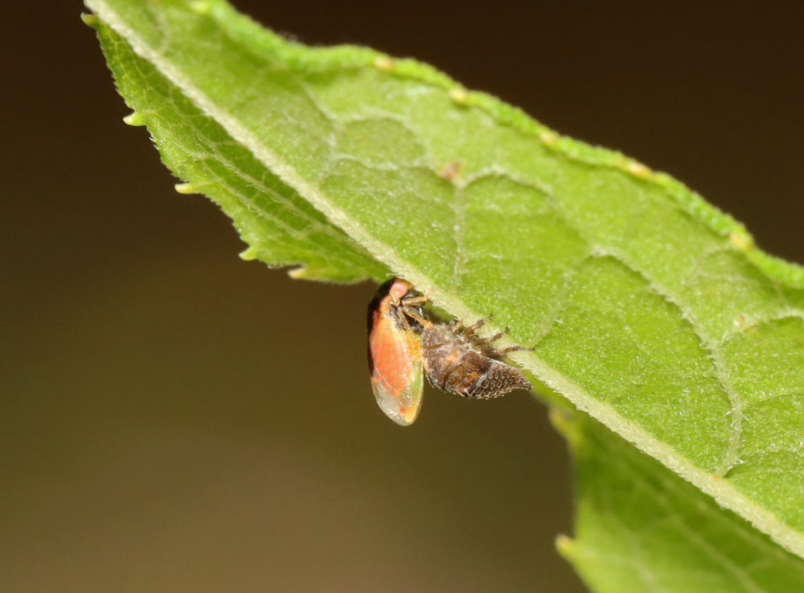 Leafhopper - Micrutalis calva Freshly emerged! The adult was still clinging to its nymphal exuvia.<br />
<br />
Habitat: Garden<br />
<figure class="photo"><a href="https://www.jungledragon.com/image/140016/leafhopper_-_micrutalis_calva.html" title="Leafhopper - Micrutalis calva"><img src="https://s3.amazonaws.com/media.jungledragon.com/images/3232/140016_thumb.jpg?AWSAccessKeyId=05GMT0V3GWVNE7GGM1R2&Expires=1770854410&Signature=aw6PfAtd%2FsLkBZF4y%2BYNrzaJoSI%3D" width="200" height="162" alt="Leafhopper - Micrutalis calva Freshly emerged! The freshly emerged adult hopper is below its nymphal exuvia.<br />
<br />
Habitat: Garden<br />
https://www.jungledragon.com/image/140015/black_leafhopper_-_acutalis_tartarea.html Geotagged,Micrutalis calva,Summer,United States" /></a></figure> Geotagged,Micrutalis,Micrutalis calva,Summer,United States,hemiptera,leafhopper