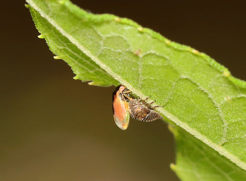Leafhopper - Micrutalis calva Freshly emerged! The adult was still clinging to its nymphal exuvia.

Habitat: Garden
https://www.jungledragon.com/image/140016/black_leafhopper_-_acutalis_tartarea.html Geotagged,Micrutalis,Micrutalis calva,Summer,United States,hemiptera,leafhopper
