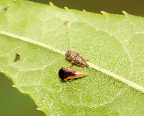 Leafhopper - Micrutalis calva Freshly emerged! The freshly emerged adult hopper is below its nymphal exuvia.

Habitat: Garden
https://www.jungledragon.com/image/140015/black_leafhopper_-_acutalis_tartarea.html Geotagged,Micrutalis calva,Summer,United States