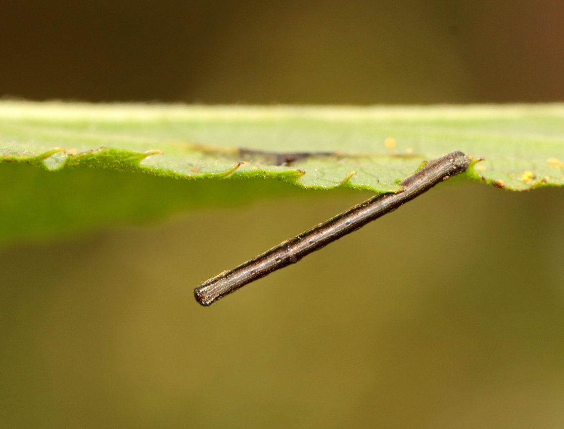 Oh Look, a Stick! Family Geometridae, Subfamily Ennominae<br />
<br />
Found on Vernonia sp.<br />
<figure class="photo"><a href="https://www.jungledragon.com/image/140018/family_geometridae_subfamily_ennominae.html" title="Family Geometridae, Subfamily Ennominae"><img src="https://s3.amazonaws.com/media.jungledragon.com/images/3232/140018_thumb.jpg?AWSAccessKeyId=05GMT0V3GWVNE7GGM1R2&Expires=1759968010&Signature=ep8ThEApGXpEASOvkTQrZMxwuSc%3D" width="200" height="150" alt="Family Geometridae, Subfamily Ennominae Found on Vernonia sp.<br />
https://www.jungledragon.com/image/140017/oh_look_a_stick.html Geotagged,Summer,United States" /></a></figure> Geotagged,Summer,United States,Vernonia,caterpillar,ennominae,geometridae,larva,moth caterpillar