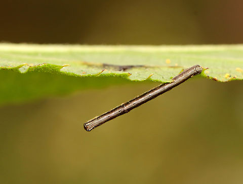 Oh Look, a Stick! Family Geometridae, Subfamily Ennominae

Found on Vernonia sp.
https://www.jungledragon.com/image/140018/family_geometridae_subfamily_ennominae.html Geotagged,Summer,United States,Vernonia,caterpillar,ennominae,geometridae,larva,moth caterpillar