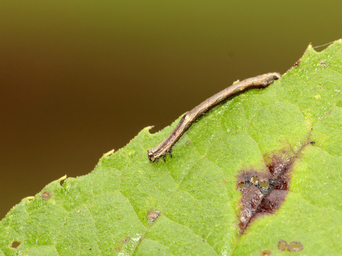 Family Geometridae, Subfamily Ennominae Found on Vernonia sp.<br />
<figure class="photo"><a href="https://www.jungledragon.com/image/140017/oh_look_a_stick.html" title="Oh Look, a Stick!"><img src="https://s3.amazonaws.com/media.jungledragon.com/images/3232/140017_thumb.jpg?AWSAccessKeyId=05GMT0V3GWVNE7GGM1R2&Expires=1759968010&Signature=%2B1dmBft%2By8vuum9kP5l%2BvcRd29M%3D" width="200" height="154" alt="Oh Look, a Stick! Family Geometridae, Subfamily Ennominae<br />
<br />
Found on Vernonia sp.<br />
https://www.jungledragon.com/image/140018/family_geometridae_subfamily_ennominae.html Geotagged,Summer,United States,Vernonia,caterpillar,ennominae,geometridae,larva,moth caterpillar" /></a></figure> Geotagged,Summer,United States