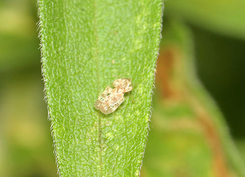 Chrysanthemum Lace Bug - Corythucha marmorata It was too quick and got away before I could get more than one shot.

Habitat: Found on Asteraceae; garden Chrysanthemum Lace Bug,Corythucha,Corythucha marmorata,Geotagged,Summer,United States,lace bug,tingidae