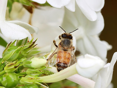 Honey Bee - Apis mellifera Still sleeping...

Habitat: Garden
https://www.jungledragon.com/image/140020/honey_bee_-_apis_mellifera.html
https://www.jungledragon.com/image/140022/honey_bee_-_apis_mellifera.html
https://www.jungledragon.com/image/140021/honey_bee_-_apis_mellifera.html Apis mellifera,Geotagged,Summer,United States,Western honey bee