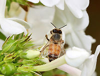 Honey Bee - Apis mellifera Still sleeping...<br />
<br />
Habitat: Garden<br />
https://www.jungledragon.com/image/140020/honey_bee_-_apis_mellifera.html<br />
https://www.jungledragon.com/image/140022/honey_bee_-_apis_mellifera.html<br />
https://www.jungledragon.com/image/140021/honey_bee_-_apis_mellifera.html Apis mellifera,Geotagged,Summer,United States,Western honey bee
