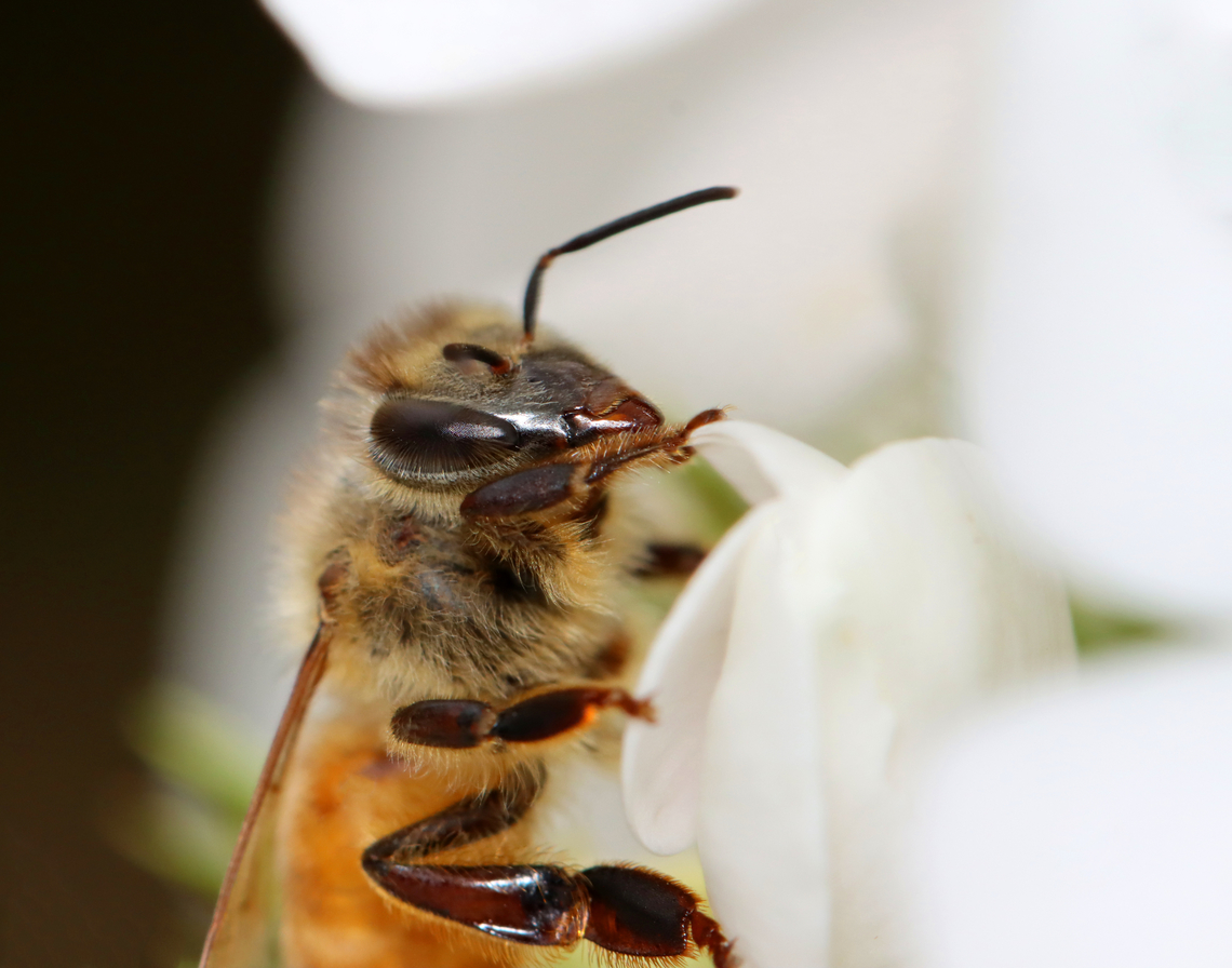 Honey Bee - Apis mellifera Still sleeping...<br />
<br />
Habitat: Garden<br />
<figure class="photo"><a href="https://www.jungledragon.com/image/140020/honey_bee_-_apis_mellifera.html" title="Honey Bee - Apis mellifera"><img src="https://s3.amazonaws.com/media.jungledragon.com/images/3232/140020_thumb.jpg?AWSAccessKeyId=05GMT0V3GWVNE7GGM1R2&Expires=1769040010&Signature=HPlUNXUlKF9%2BwVpsGicMQAWiQMU%3D" width="200" height="152" alt="Honey Bee - Apis mellifera Still sleeping...<br />
<br />
Habitat: Garden<br />
https://www.jungledragon.com/image/140020/honey_bee_-_apis_mellifera.html<br />
https://www.jungledragon.com/image/140022/honey_bee_-_apis_mellifera.html<br />
https://www.jungledragon.com/image/140021/honey_bee_-_apis_mellifera.html Apis mellifera,Geotagged,Summer,United States,Western honey bee" /></a></figure><br />
<figure class="photo"><a href="https://www.jungledragon.com/image/140022/honey_bee_-_apis_mellifera.html" title="Honey Bee - Apis mellifera"><img src="https://s3.amazonaws.com/media.jungledragon.com/images/3232/140022_thumb.jpg?AWSAccessKeyId=05GMT0V3GWVNE7GGM1R2&Expires=1769040010&Signature=I9jRIpVYimlOqwcVMS%2BXSVrT9nU%3D" width="200" height="134" alt="Honey Bee - Apis mellifera Still sleeping...<br />
<br />
Habitat: Garden<br />
https://www.jungledragon.com/image/140020/honey_bee_-_apis_mellifera.html<br />
https://www.jungledragon.com/image/140022/honey_bee_-_apis_mellifera.html<br />
https://www.jungledragon.com/image/140021/honey_bee_-_apis_mellifera.html Apis mellifera,Geotagged,Summer,United States,Western honey bee" /></a></figure><br />
<figure class="photo"><a href="https://www.jungledragon.com/image/140021/honey_bee_-_apis_mellifera.html" title="Honey Bee - Apis mellifera"><img src="https://s3.amazonaws.com/media.jungledragon.com/images/3232/140021_thumb.jpg?AWSAccessKeyId=05GMT0V3GWVNE7GGM1R2&Expires=1769040010&Signature=ZpvKZbXcTOYndo%2FaYHH%2F35Nilz0%3D" width="200" height="158" alt="Honey Bee - Apis mellifera Still sleeping...<br />
<br />
Habitat: Garden<br />
https://www.jungledragon.com/image/140020/honey_bee_-_apis_mellifera.html<br />
https://www.jungledragon.com/image/140022/honey_bee_-_apis_mellifera.html<br />
https://www.jungledragon.com/image/140021/honey_bee_-_apis_mellifera.html Apis mellifera,Geotagged,Hymenoptera,Summer,United States,Western honey bee,apis,bee,honey bee" /></a></figure> Apis mellifera,Geotagged,Hymenoptera,Summer,United States,Western honey bee,apis,bee,honey bee