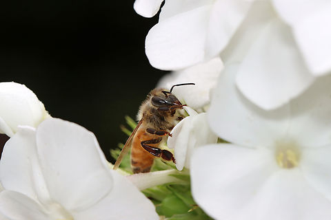 Honey Bee - Apis mellifera Still sleeping...

Habitat: Garden
https://www.jungledragon.com/image/140020/honey_bee_-_apis_mellifera.html
https://www.jungledragon.com/image/140022/honey_bee_-_apis_mellifera.html
https://www.jungledragon.com/image/140021/honey_bee_-_apis_mellifera.html Apis mellifera,Geotagged,Summer,United States,Western honey bee