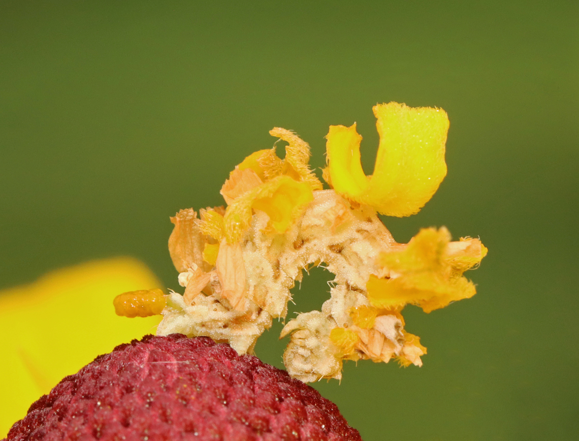 Camouflaged Looper - Synchlora aerata It was mid-poop when I took this photo.<br />
<br />
I love finding these! They all have their own &quot;style&quot;. This one was larger than what I normally see --maybe an older instar.<br />
<br />
Habitat: Overgrown garden<br />
<figure class="photo"><a href="https://www.jungledragon.com/image/140086/camouflaged_looper_-_synchlora_aerata.html" title="Camouflaged Looper - Synchlora aerata"><img src="https://s3.amazonaws.com/media.jungledragon.com/images/3232/140086_thumb.jpg?AWSAccessKeyId=05GMT0V3GWVNE7GGM1R2&Expires=1767225610&Signature=yR%2BJmKGOWEfrpEXIB1dVPUxy6SA%3D" width="200" height="154" alt="Camouflaged Looper - Synchlora aerata It was mid-poop when I took this photo.<br />
<br />
I love finding these! They all have their own &quot;style&quot;. This one was larger than what I normally see --maybe an older instar.<br />
<br />
Habitat: Overgrown garden<br />
https://www.jungledragon.com/image/140086/camouflaged_looper_-_synchlora_aerata.html<br />
https://www.jungledragon.com/image/140088/camouflaged_looper_-_synchlora_aerata.html<br />
https://www.jungledragon.com/image/140087/camouflaged_looper_-_synchlora_aerata.html Geotagged,Summer,Synchlora aerata,United States,Wavy-lined emerald moth" /></a></figure><br />
<figure class="photo"><a href="https://www.jungledragon.com/image/140088/camouflaged_looper_-_synchlora_aerata.html" title="Camouflaged Looper - Synchlora aerata"><img src="https://s3.amazonaws.com/media.jungledragon.com/images/3232/140088_thumb.jpg?AWSAccessKeyId=05GMT0V3GWVNE7GGM1R2&Expires=1767225610&Signature=HyZTW3C3B13s0YQePeUIx7vUDhI%3D" width="200" height="168" alt="Camouflaged Looper - Synchlora aerata I love finding these! They all have their own &quot;style&quot;. This one was larger than what I normally see --maybe an older instar. <br />
<br />
Habitat: Overgrown garden<br />
https://www.jungledragon.com/image/140086/camouflaged_looper_-_synchlora_aerata.html<br />
https://www.jungledragon.com/image/140088/camouflaged_looper_-_synchlora_aerata.html<br />
https://www.jungledragon.com/image/140087/camouflaged_looper_-_synchlora_aerata.html Camouflaged Looper,Geotagged,Summer,Synchlora,Synchlora aerata,United States,Wavy-lined emerald moth,caterpillar,geometridae,larva" /></a></figure><br />
<figure class="photo"><a href="https://www.jungledragon.com/image/140087/camouflaged_looper_-_synchlora_aerata.html" title="Camouflaged Looper - Synchlora aerata"><img src="https://s3.amazonaws.com/media.jungledragon.com/images/3232/140087_thumb.jpg?AWSAccessKeyId=05GMT0V3GWVNE7GGM1R2&Expires=1767225610&Signature=dHNoKh3ju2b4myGSiTgbD%2BiJZaI%3D" width="200" height="160" alt="Camouflaged Looper - Synchlora aerata I love finding these! They all have their own &quot;style&quot;. This one was larger than what I normally see --maybe an older instar.<br />
<br />
Habitat: Overgrown garden<br />
https://www.jungledragon.com/image/140086/camouflaged_looper_-_synchlora_aerata.html<br />
https://www.jungledragon.com/image/140088/camouflaged_looper_-_synchlora_aerata.html<br />
https://www.jungledragon.com/image/140087/camouflaged_looper_-_synchlora_aerata.html Geotagged,Summer,Synchlora aerata,United States,Wavy-lined emerald moth" /></a></figure> Geotagged,Summer,Synchlora aerata,United States,Wavy-lined emerald moth