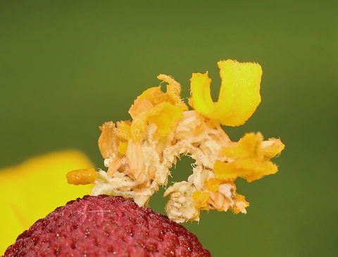 Camouflaged Looper - Synchlora aerata It was mid-poop when I took this photo.

I love finding these! They all have their own "style". This one was larger than what I normally see --maybe an older instar.

Habitat: Overgrown garden
https://www.jungledragon.com/image/140086/camouflaged_looper_-_synchlora_aerata.html
https://www.jungledragon.com/image/140088/camouflaged_looper_-_synchlora_aerata.html
https://www.jungledragon.com/image/140087/camouflaged_looper_-_synchlora_aerata.html Geotagged,Summer,Synchlora aerata,United States,Wavy-lined emerald moth