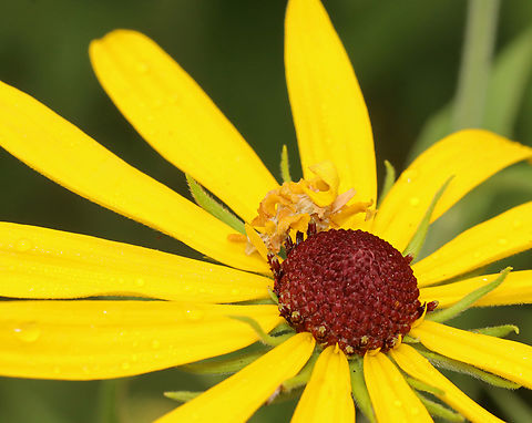 Camouflaged Looper - Synchlora aerata I love finding these! They all have their own "style". This one was larger than what I normally see --maybe an older instar.

Habitat: Overgrown garden
https://www.jungledragon.com/image/140086/camouflaged_looper_-_synchlora_aerata.html
https://www.jungledragon.com/image/140088/camouflaged_looper_-_synchlora_aerata.html
https://www.jungledragon.com/image/140087/camouflaged_looper_-_synchlora_aerata.html Geotagged,Summer,Synchlora aerata,United States,Wavy-lined emerald moth