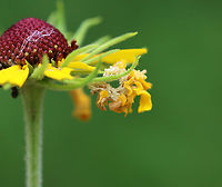 Camouflaged Looper - Synchlora aerata I love finding these! They all have their own "style". This one was larger than what I normally see --maybe an older instar. <br />
<br />
Habitat: Overgrown garden<br />
https://www.jungledragon.com/image/140086/camouflaged_looper_-_synchlora_aerata.html<br />
https://www.jungledragon.com/image/140088/camouflaged_looper_-_synchlora_aerata.html<br />
https://www.jungledragon.com/image/140087/camouflaged_looper_-_synchlora_aerata.html Camouflaged Looper,Geotagged,Summer,Synchlora,Synchlora aerata,United States,Wavy-lined emerald moth,caterpillar,geometridae,larva