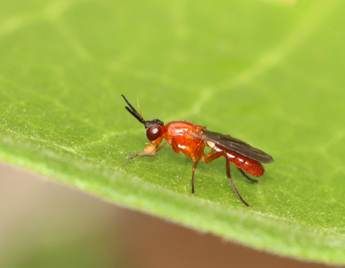 Rust Fly - Loxocera cylindrica *Species is tentative<br />
<br />
Habitat: Garden Geotagged,Loxocera,Loxocera cylindrica,Summer,United States,diptera,fly,psilidae,rust fly