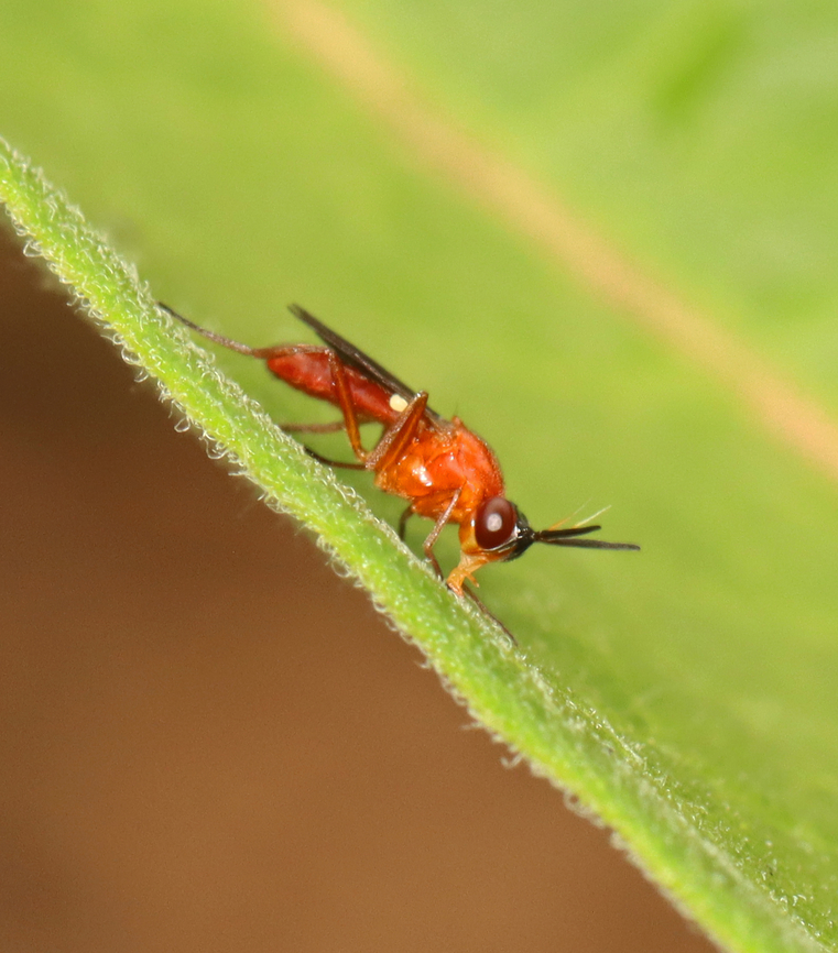 Rust Fly - Loxocera cylindrica Spotted &quot;licking&quot; a leaf.<br />
<br />
*Species is tentative<br />
<br />
Habitat: Garden Geotagged,Loxocera cylindrica,Summer,United States