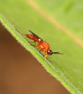 Rust Fly - Loxocera cylindrica Spotted "licking" a leaf.

*Species is tentative

Habitat: Garden Geotagged,Loxocera cylindrica,Summer,United States