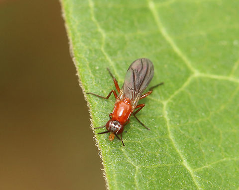 Rust Fly - Loxocera cylindrica Photo added just for a dorsal shot.

*Species is tentative

Habitat: Garden Geotagged,Loxocera cylindrica,Summer,United States