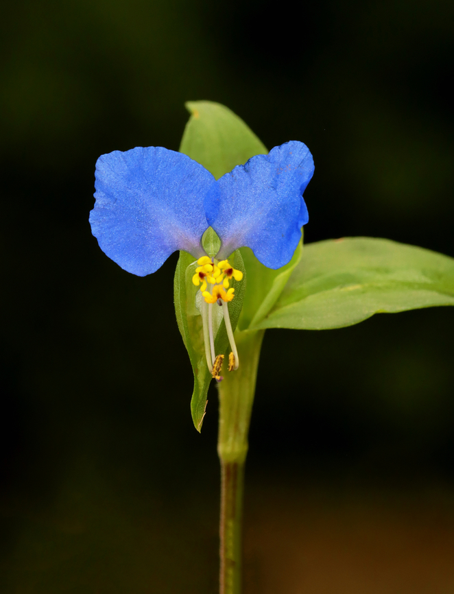 Asiatic Dayflower - Commelina communis Habitat: Overgrown garden Asiatic dayflower,Commelina,Commelina communis,Geotagged,Invasive plant,Summer,United States