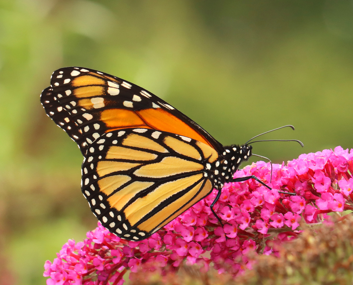 Monarch - Danaus plexippus Habitat: On butterfly bush; overgrown garden Danaus plexippus,Geotagged,Monarch butterfly,Summer,United States,butterfly,danaus,monarch