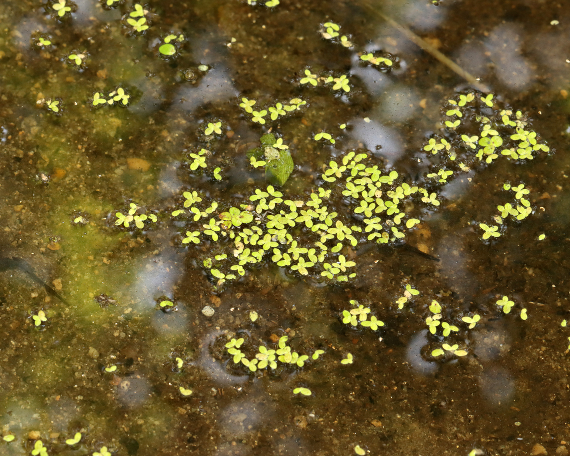 Duckweed - Lemna minor I went to this pond a couple days ago to take some aquatic samples. But, I found it with only about 7 cm of water left! You can see the bottom in this photo, which I've IDed for the duckweed.<br />
<br />
The pond should have 60+ cm of water. I didn't collect anything as I didn't want to disturb anything that might still be alive and living in the water. I imagine the water temp has also increased. Usually, this is a thriving pond that I collect from spring thru autumn.<br />
<br />
The drought in my area continues with no real rain in sight. It's estimated that we need 50 cm of rainfall to recover.<br />
<br />
Habitat: Deciduous forest<br />
<figure class="photo"><a href="https://www.jungledragon.com/image/140095/duckweed_-_lemna_minor.html" title="Duckweed - Lemna minor"><img src="https://s3.amazonaws.com/media.jungledragon.com/images/3232/140095_thumb.jpg?AWSAccessKeyId=05GMT0V3GWVNE7GGM1R2&Expires=1759968010&Signature=IQBsYis7YRwAIpEOJdNP9m1lvus%3D" width="200" height="134" alt="Duckweed - Lemna minor I went to this pond a couple days ago to take some aquatic samples. But, I found it with only about 7 cm of water left! You can see the bottom in this photo, which I've IDed for the duckweed.<br />
<br />
The pond should have 60+ cm of water. I didn't collect anything as I didn't want to disturb anything that might still be alive and living in the water. I imagine the water temp has also increased. Usually, this is a thriving pond that I collect from spring thru autumn.<br />
<br />
The drought in my area continues with no real rain in sight. It's estimated that we need 50 cm of rainfall to recover.<br />
<br />
Habitat: Deciduous forest<br />
https://www.jungledragon.com/image/140094/duckweed_-_lemna_minor.html Common duckweed,Geotagged,Lemna minor,Summer,United States" /></a></figure> Common duckweed,Geotagged,Lemna minor,Summer,United States,drought,duckweed,lemna