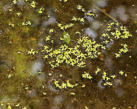 Duckweed - Lemna minor I went to this pond a couple days ago to take some aquatic samples. But, I found it with only about 7 cm of water left!  You can see the bottom in this photo, which I've IDed for the duckweed.<br />
<br />
The pond should have 60+ cm of water. I didn't collect anything as I didn't want to disturb anything that might still be alive and living in the water. I imagine the water temp has also increased. Usually, this is a thriving pond that I collect from spring thru autumn.<br />
<br />
The drought in my area continues with no real rain in sight. It's estimated that we need 50 cm of rainfall to recover.<br />
<br />
Habitat: Deciduous forest<br />
https://www.jungledragon.com/image/140095/duckweed_-_lemna_minor.html Common duckweed,Geotagged,Lemna minor,Summer,United States,drought,duckweed,lemna