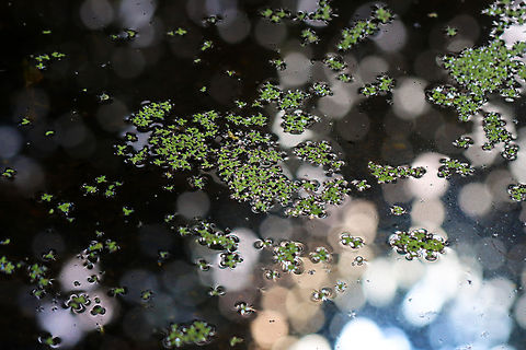 Duckweed - Lemna minor I went to this pond a couple days ago to take some aquatic samples. But, I found it with only about 7 cm of water left! You can see the bottom in this photo, which I've IDed for the duckweed.

The pond should have 60+ cm of water. I didn't collect anything as I didn't want to disturb anything that might still be alive and living in the water. I imagine the water temp has also increased. Usually, this is a thriving pond that I collect from spring thru autumn.

The drought in my area continues with no real rain in sight. It's estimated that we need 50 cm of rainfall to recover.

Habitat: Deciduous forest
https://www.jungledragon.com/image/140094/duckweed_-_lemna_minor.html Common duckweed,Geotagged,Lemna minor,Summer,United States