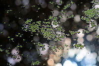 Duckweed - Lemna minor I went to this pond a couple days ago to take some aquatic samples. But, I found it with only about 7 cm of water left! You can see the bottom in this photo, which I've IDed for the duckweed.<br />
<br />
The pond should have 60+ cm of water. I didn't collect anything as I didn't want to disturb anything that might still be alive and living in the water. I imagine the water temp has also increased. Usually, this is a thriving pond that I collect from spring thru autumn.<br />
<br />
The drought in my area continues with no real rain in sight. It's estimated that we need 50 cm of rainfall to recover.<br />
<br />
Habitat: Deciduous forest<br />
https://www.jungledragon.com/image/140094/duckweed_-_lemna_minor.html Common duckweed,Geotagged,Lemna minor,Summer,United States