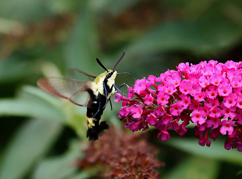 Snowberry Clearwing - Hemaris diffinis Habitat: Overgrown garden Geotagged,Hemaris diffinis,Snowberry Clearwing,Summer,United States,clearwing moth,hemaris,moth,sphingidae