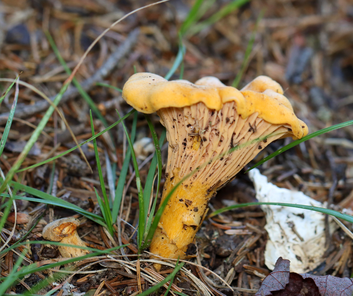 Chanterelle - Cantharellus cibarius Habitat: Mixed, coastal forest Cantharellus,Cantharellus cibarius,Chanterelle,Geotagged,Summer,United States,fungus,mushroom
