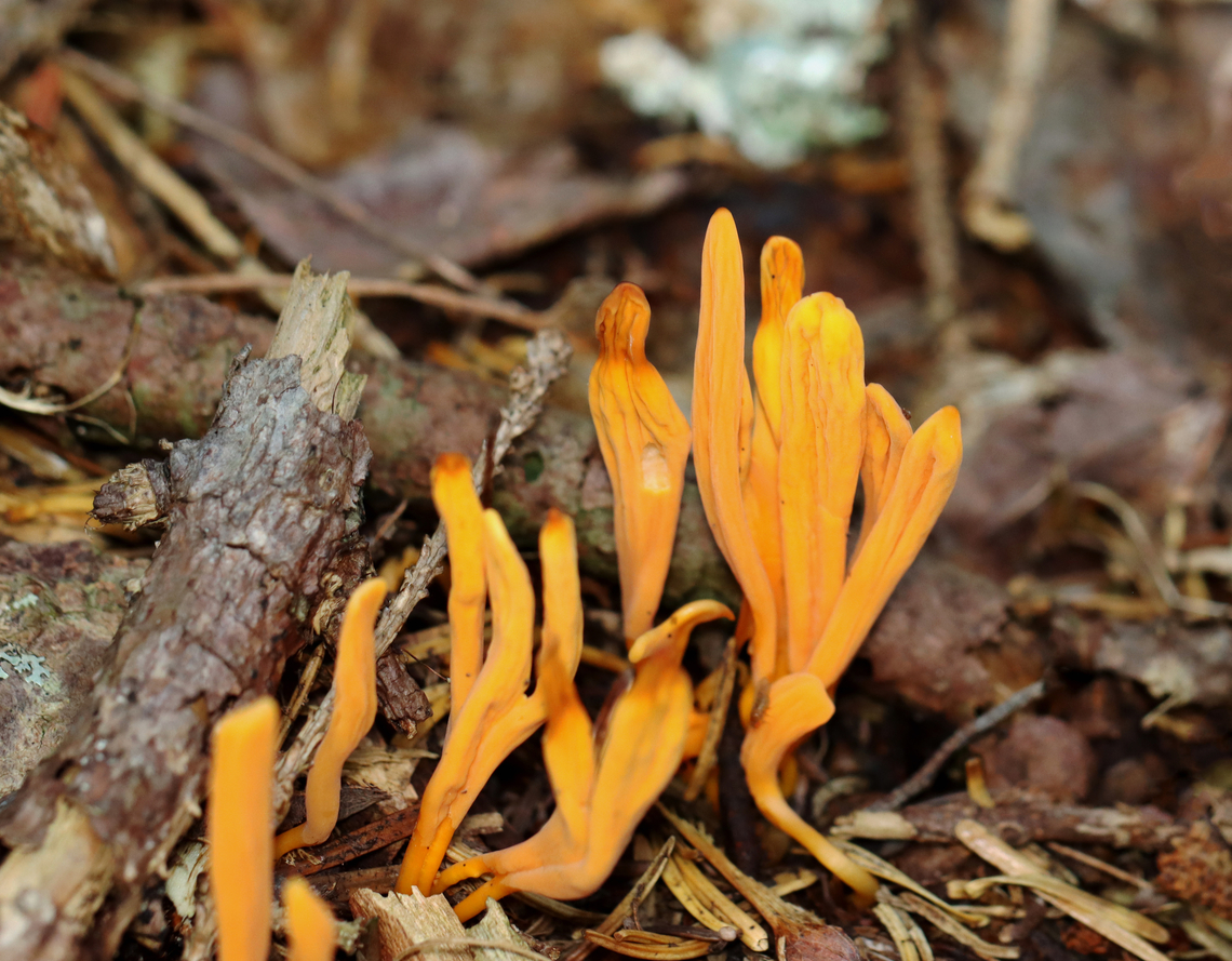Orange Spindle Coral - Clavulinopsis aurantiocinnabarina Habitat: Growing on the ground, but among sticks and woody debris; mixed, coastal forest with lots of conifers. This cluster was growing under hardwood. Clavulinopsis,Clavulinopsis aurantiocinnabarina,Geotagged,Orange Spindle Coral,Summer,United States,club fungus,fungus,orange fungus