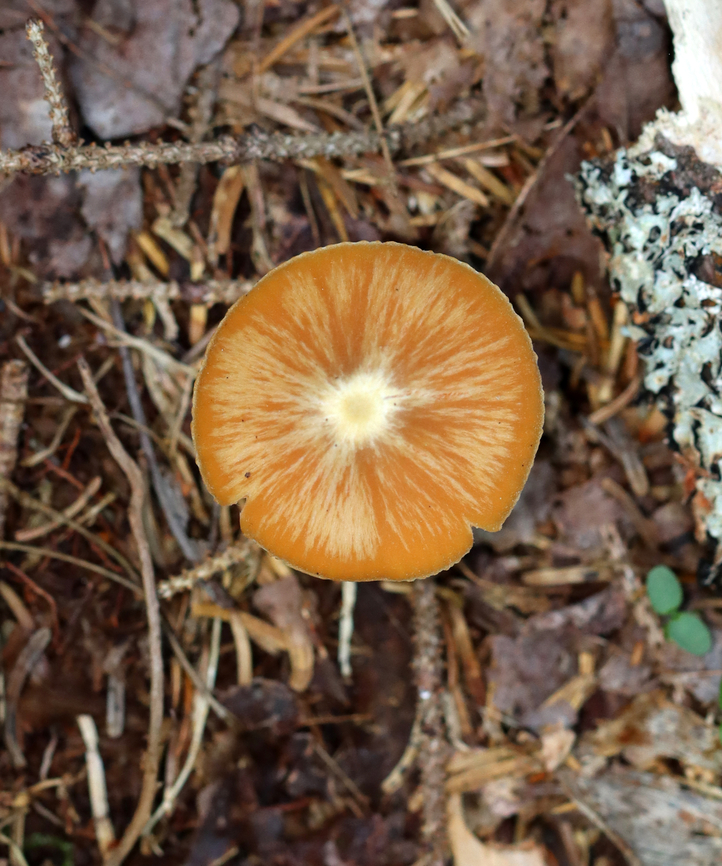 Mushroom - Entoloma sp., maybe Entoloma quadratum Habitat: Growing on the ground in a mixed, coastal forest<br />
<figure class="photo"><a href="https://www.jungledragon.com/image/140150/mushroom_-_entoloma_sp._maybe_entoloma_quadratum.html" title="Mushroom - Entoloma sp., maybe Entoloma quadratum"><img src="https://s3.amazonaws.com/media.jungledragon.com/images/3232/140150_thumb.jpg?AWSAccessKeyId=05GMT0V3GWVNE7GGM1R2&Expires=1765411210&Signature=1%2FisC9qKor7GtEtshMSRa6qGwxw%3D" width="128" height="152" alt="Mushroom - Entoloma sp., maybe Entoloma quadratum Habitat: Growing on the ground in a mixed, coastal forest<br />
https://www.jungledragon.com/image/140150/mushroom_-_entoloma_sp._maybe_entoloma_quadratum.html<br />
https://www.jungledragon.com/image/140152/mushroom_-_entoloma_sp._maybe_entoloma_quadratum.html<br />
https://www.jungledragon.com/image/140151/mushroom_-_entoloma_sp._maybe_entoloma_quadratum.html Geotagged,Summer,United States,entoloma,fungus,mushroom,pinkgill" /></a></figure><br />
<figure class="photo"><a href="https://www.jungledragon.com/image/140152/mushroom_-_entoloma_sp._maybe_entoloma_quadratum.html" title="Mushroom - Entoloma sp., maybe Entoloma quadratum"><img src="https://s3.amazonaws.com/media.jungledragon.com/images/3232/140152_thumb.jpg?AWSAccessKeyId=05GMT0V3GWVNE7GGM1R2&Expires=1765411210&Signature=Ot9ANkHsYLOrr6om7lg3eol%2BrfU%3D" width="200" height="134" alt="Mushroom - Entoloma sp., maybe Entoloma quadratum Habitat: Growing on the ground in a mixed, coastal forest<br />
https://www.jungledragon.com/image/140150/mushroom_-_entoloma_sp._maybe_entoloma_quadratum.html<br />
https://www.jungledragon.com/image/140152/mushroom_-_entoloma_sp._maybe_entoloma_quadratum.html<br />
https://www.jungledragon.com/image/140151/mushroom_-_entoloma_sp._maybe_entoloma_quadratum.html Geotagged,Summer,United States" /></a></figure><br />
<figure class="photo"><a href="https://www.jungledragon.com/image/140151/mushroom_-_entoloma_sp._maybe_entoloma_quadratum.html" title="Mushroom - Entoloma sp., maybe Entoloma quadratum"><img src="https://s3.amazonaws.com/media.jungledragon.com/images/3232/140151_thumb.jpg?AWSAccessKeyId=05GMT0V3GWVNE7GGM1R2&Expires=1765411210&Signature=%2F9yCRxWMayJSIqydfKEsUCphGBs%3D" width="200" height="138" alt="Mushroom - Entoloma sp., maybe Entoloma quadratum Habitat: Growing on the ground in a mixed, coastal forest<br />
https://www.jungledragon.com/image/140150/mushroom_-_entoloma_sp._maybe_entoloma_quadratum.html<br />
https://www.jungledragon.com/image/140152/mushroom_-_entoloma_sp._maybe_entoloma_quadratum.html<br />
https://www.jungledragon.com/image/140151/mushroom_-_entoloma_sp._maybe_entoloma_quadratum.html Geotagged,Summer,United States" /></a></figure> Geotagged,Summer,United States,entoloma,fungus,mushroom,pinkgill