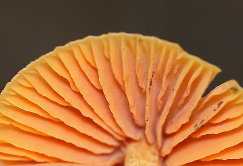 Mushroom - Entoloma sp., maybe Entoloma quadratum Habitat: Growing on the ground in a mixed, coastal forest
https://www.jungledragon.com/image/140150/mushroom_-_entoloma_sp._maybe_entoloma_quadratum.html
https://www.jungledragon.com/image/140152/mushroom_-_entoloma_sp._maybe_entoloma_quadratum.html
https://www.jungledragon.com/image/140151/mushroom_-_entoloma_sp._maybe_entoloma_quadratum.html Geotagged,Summer,United States