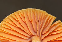 Mushroom - Entoloma sp., maybe Entoloma quadratum Habitat: Growing on the ground in a mixed, coastal forest<br />
https://www.jungledragon.com/image/140150/mushroom_-_entoloma_sp._maybe_entoloma_quadratum.html<br />
https://www.jungledragon.com/image/140152/mushroom_-_entoloma_sp._maybe_entoloma_quadratum.html<br />
https://www.jungledragon.com/image/140151/mushroom_-_entoloma_sp._maybe_entoloma_quadratum.html Geotagged,Summer,United States