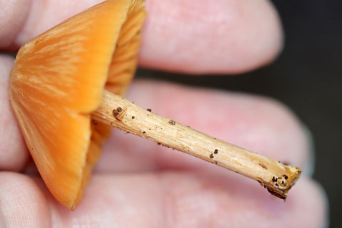 Mushroom - Entoloma sp., maybe Entoloma quadratum Habitat: Growing on the ground in a mixed, coastal forest
https://www.jungledragon.com/image/140150/mushroom_-_entoloma_sp._maybe_entoloma_quadratum.html
https://www.jungledragon.com/image/140152/mushroom_-_entoloma_sp._maybe_entoloma_quadratum.html
https://www.jungledragon.com/image/140151/mushroom_-_entoloma_sp._maybe_entoloma_quadratum.html Geotagged,Summer,United States